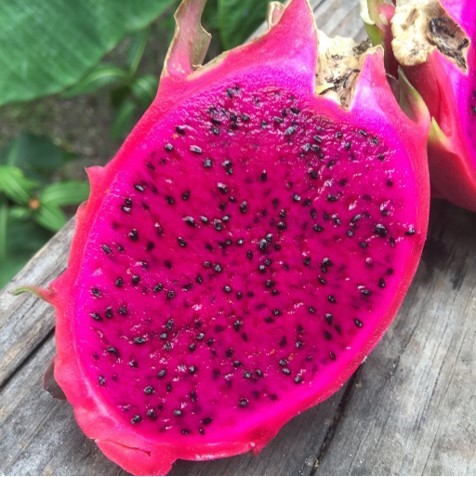 pink dragon fruit